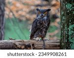Small photo of The great horned owl (Bubo virginianus), also known as the tiger owl, or the hoot owl, is a large owl native to the Americas.