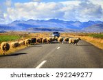 Herd of sheep is crossing Highway No. 1 (Ring Road) in Southern Iceland