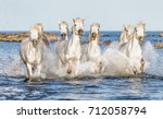 White Camargue Horses Galloping ...