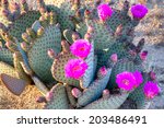 Blooming Prickly Pear Cactus In ...