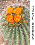 Blooming Arizona Barrel Cactus.