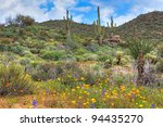 Blooming Sonoran Desert With...