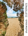 Small photo of Plants and golden sand in Porto Sa Ruxi beach. Sardinia, Italy