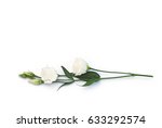 white Roses on white background