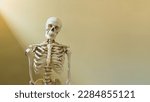 Half body of human skeleton...