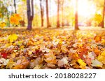 Autumn landscape, beautiful city park with fallen yellow leaves. Close up of bright foliage in sunny autumn park. Concept of fall season. Golden autumn card.
