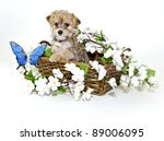 Morkie Puppy Sitting In Basket...