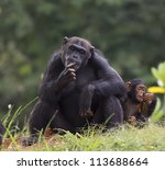 The Cub Of A Chimpanzee Sitting ...