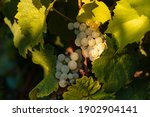 Bunches of ripe grape on plantation closeup. Riesling grapes. Vine stock at wine yard in beautiful sunlight.
