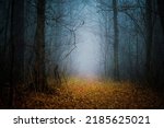 Mysterious pathway. Footpath in the dark, foggy, autumnal, misty forest with high trees. Arch through an autumn forest with yellow leaves.