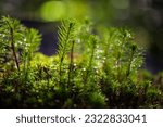 A young sapling of spruce grows in the forest ground with green moss. Sapling spruce planted by nature.  Small coniferous trees. Green sprouts of spruce trees. New life concept.