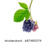 Bunch Of Blackberries Image - Free Stock Photo - Public Domain Photo ...