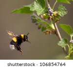 bumble bee flying to flower, spring 2012, near Moscow, Russia
