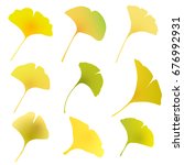 Ginkgo Autumn Leaves Fall Icon