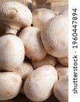 Small photo of mushroom group top view fullscreen vertical format