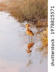 Small photo of hammerkop (Scopus umbretta) with its legs in the water and its reflection in Botswana, Africa
