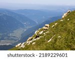 Flock of Sheep on Pasture in European Alps - mount Krn