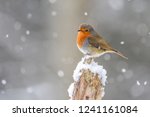 Robin on a branch in the snow.