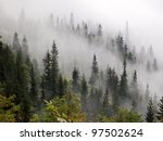 Misty Beech Forest On The...
