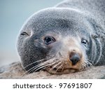 Fur Seal New Zealand
