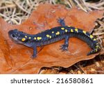  Spotted Salamander  Ambystoma...