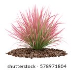 Ornamental Grass Plant Isolated ...