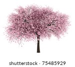 sour cherry tree isolated on white background