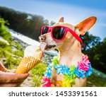 Chihuahua  Dog On   Summer...