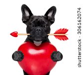 Valentines french bulldog dog...