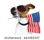 jack russell dog celebrating  independence day 4th of july with  usa flag in mouth,  isolated on white background