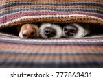 Small photo of couple of dogs in love sleeping together under the blanket in bed , warm and cozy and cuddly