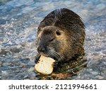 portrait of adult nutria eating ... | Shutterstock . vector #2121994661