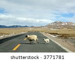 ewe and lamb run cross highway