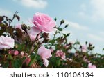 Field Of Pink Roses  Rosaceae 