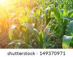 Corn Field Close Up At The...