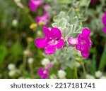 Small photo of Close up Ash Plant, Barometer Brush, Purple Sage, Texas Ranger flower with leaves on blur background. (Scientific name Leucophyllum frutescens (Berl.) Johnson)