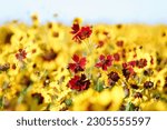 Small photo of Plains coreopsis, garden tickseed, golden tickseed, or calliopsis, Coreopsis tinctoria, is an annual wildflower