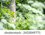 Small photo of White flowering umbels of celery plants, possibly Anthriscus sylvestris (cow parsley, wild chervil, wild beaked parsley, Queen Anne's lace or keck, mother-die) on a sunny summer day in a park