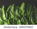 Small photo of Leaf beat plant, perpetual spinach leaves on black rustic metal background, table top shot