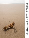 Small photo of Mermaid's Purse or the egg case or chondrichthyes of the Dogfish Scyliorhinus canicula a species of catshark washed up on a beach