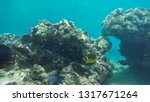 Small photo of a variety of colourful reef fish such as goldring surgeonfish and raccoon butterflyfish at honolua bay