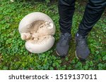 Giant Puffball Mushroom And The ...