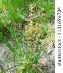 Small photo of Sheep's, red or sour sorrel, Rumex acetosella, growing in Galicia, Spain