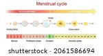 Menstrual Cycle. Luteal And...