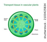 cross section of vascular... | Shutterstock .eps vector #2103425834