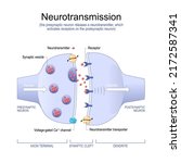 Neurotransmission. The...