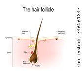 anatomy of the hair follicle.... | Shutterstock .eps vector #746561347