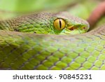 Closeup eye of snake