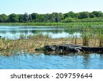 Alligator In Water In Nature