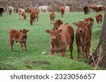 Small photo of herd of cows and calves at a waterhole, Santo Domingo de Silos, Burgos province, Spain